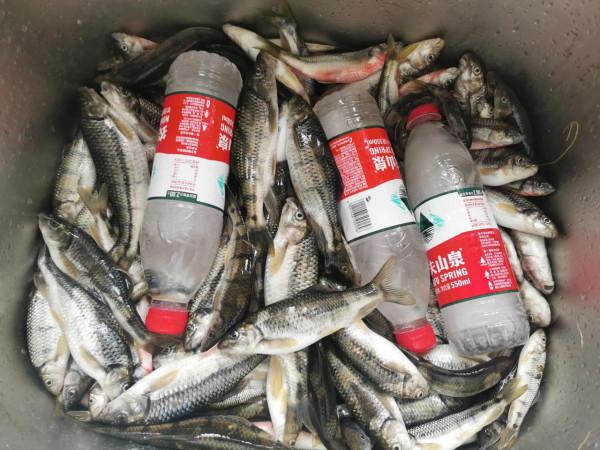 農村小水溝釣魚，還要收費200？釣魚人：不虧，釣了13斤溪石斑