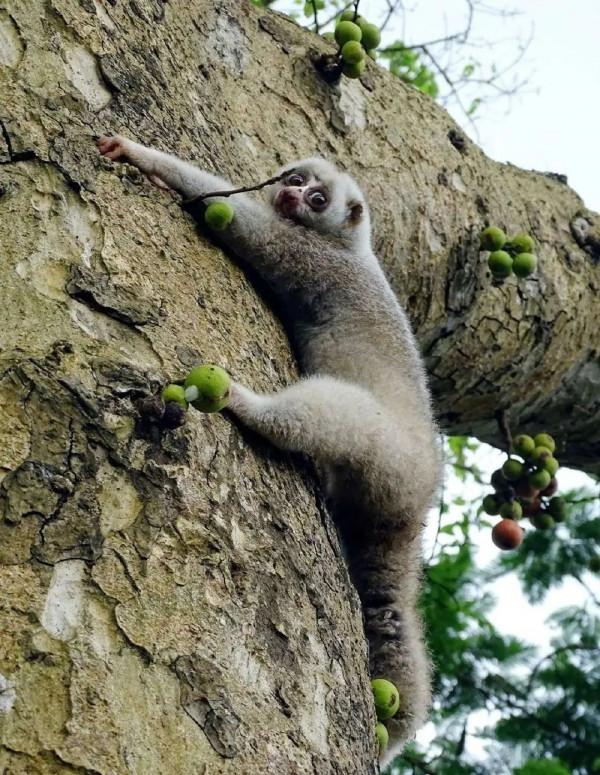 這猴子可愛的外表下，竟是一口毒牙，還會模仿眼鏡蛇...