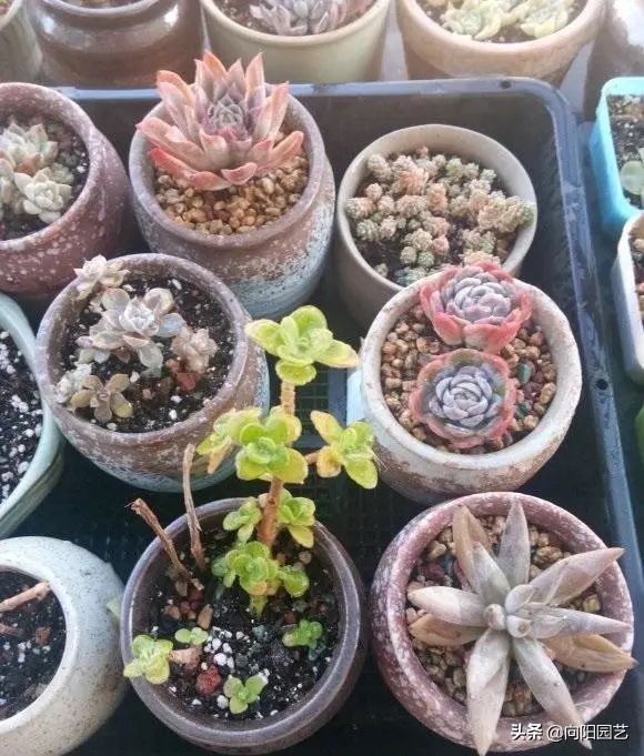 買多肉的時候歡天喜地，買回家發愁了，一大筐子，該咋辦？