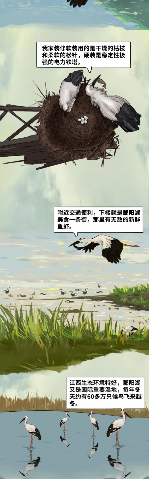 超萌！東方白鸛江西直播秀來了