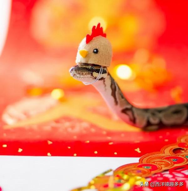 當寵物蛇戴了小帽子，原來可以這麼萌