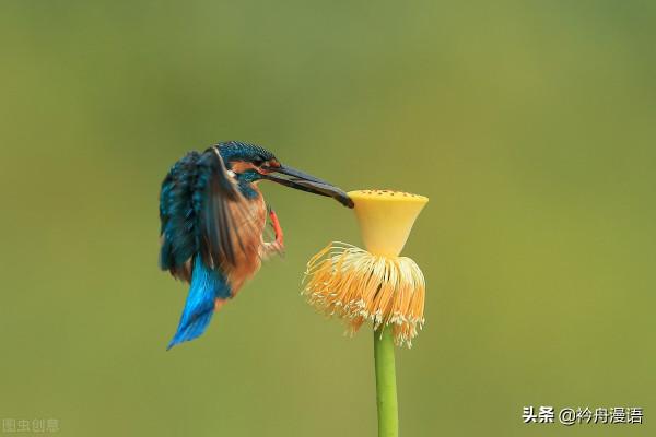 荷花與鳥兒的美麗邂逅