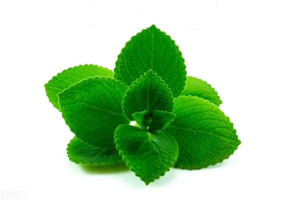 薄荷可以水養嗎？怎麼水培薄荷呢？