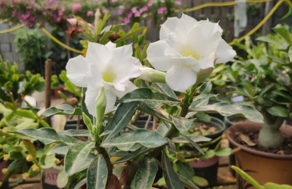 秋天家庭養花,盆栽這3樣,小盆長得好,種大盆裡反而更易爛根 秋天家庭養花,盆栽這3樣,小盆長得好,種大盆裡反而更易爛根