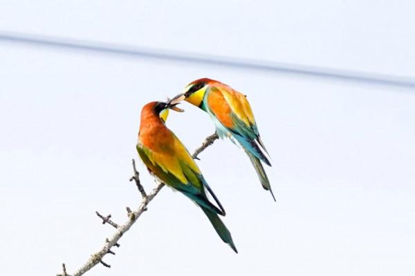 照片故事~黃喉蜂虎 照片故事~黃喉蜂虎