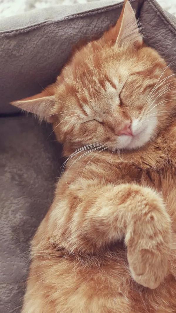 60多張有趣且可愛的貓看了讓人心情愉快