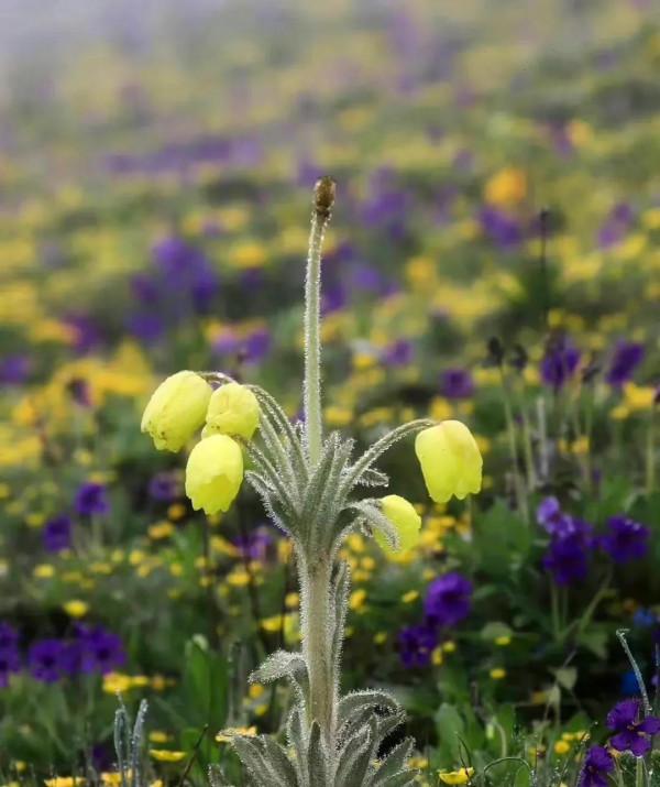 黃花綠絨篙,耐寒耐乾旱的高山植物,很有風骨 黃花綠絨篙,耐寒耐乾旱的高山植物,很有風骨