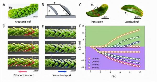 Science:水往哪兒流?聽自己的 Science:水往哪兒流?聽自己的