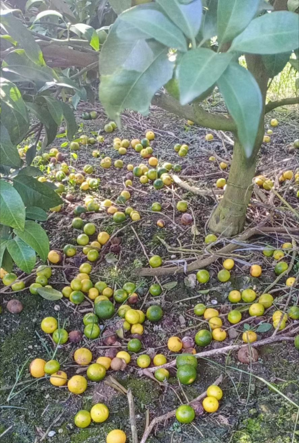 打2次炭疽病藥，落果還是止不住？多思考+精打細算才能精確防治