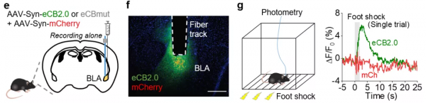 點亮大腦需幾步?北大李毓龍團隊持續突破探針開發 點亮大腦需幾步?北大李毓龍團隊持續突破探針開發