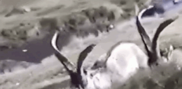 科學家：“第六次物種大滅絕”或已悄然而至！出現了哪些警示？