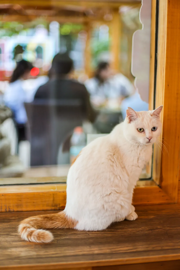 貓咪們如何才能有效防禿？