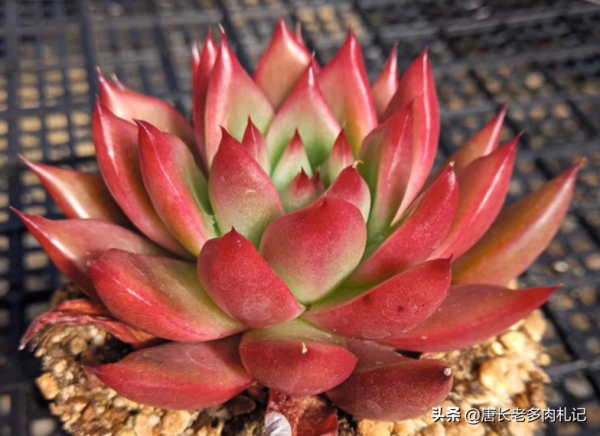 東雲系多肉較易出狀態,而這6個品種尤其如此,冬天可輕鬆上色 東雲系多肉較易出狀態,而這6個品種尤其如此,冬天可輕鬆上色