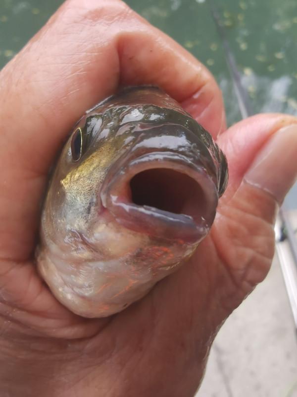 靈活多變才是漁獲的關鍵，大師的制勝法寶得好好學