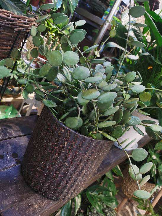 一種花名叫碧雷鼓,葉子圓潤像錢幣,還有招財進寶好兆頭 一種花名叫碧雷鼓,葉子圓潤像錢幣,還有招財進寶好兆頭