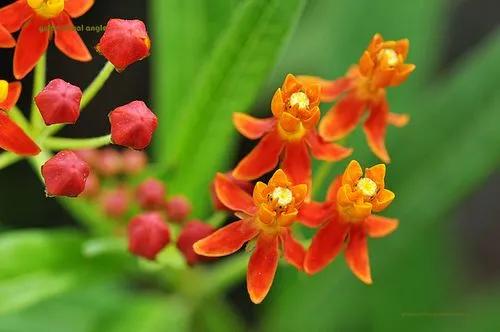 馬利筋&mdash;&mdash;花開有時（15）