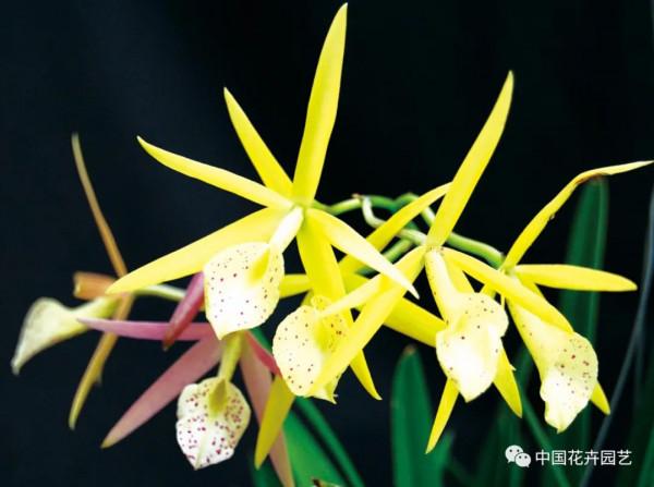 雍容華麗的卡特蘭 &vert; 新品