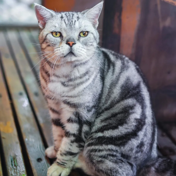 我,馬都督,是不會失寵的 我,馬都督,是不會失寵的