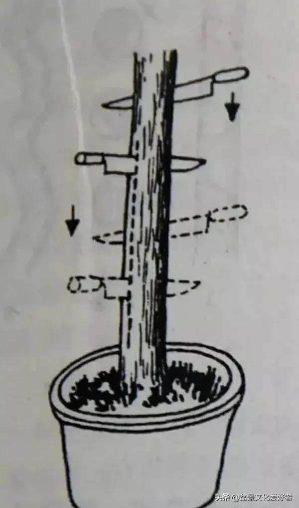 垂釣法、刺干法、鋸折法、絞絲纏繞法四種盆景主幹“拿彎技法” 垂釣法、刺干法、鋸折法、絞絲纏繞法四種盆景主幹“拿彎技法”