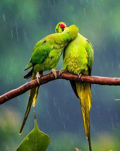 分享圖片一一比翼雙飛鳥