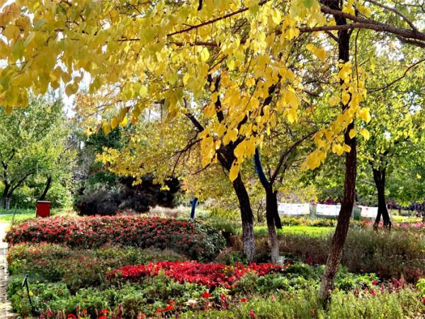 打卡丨秋天是什麼顏色？百花園內五彩斑斕