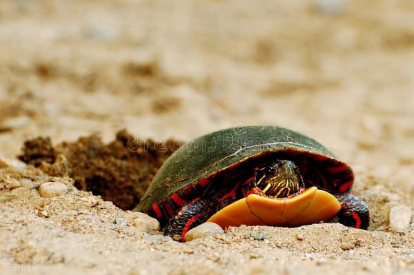 美國單身母親6年前失蹤遇害，警方抓獲真兇後，卻被他反覆套路