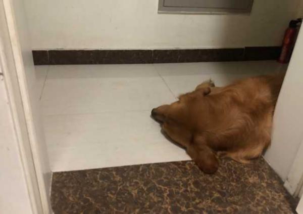 狗狗喜歡跟著主人上廁所的原因，看完，有被暖到