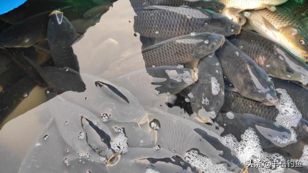 嚴禁兩類人下竿後，老闆卻不知禍事臨頭！最後請客吃飯求釣友回來