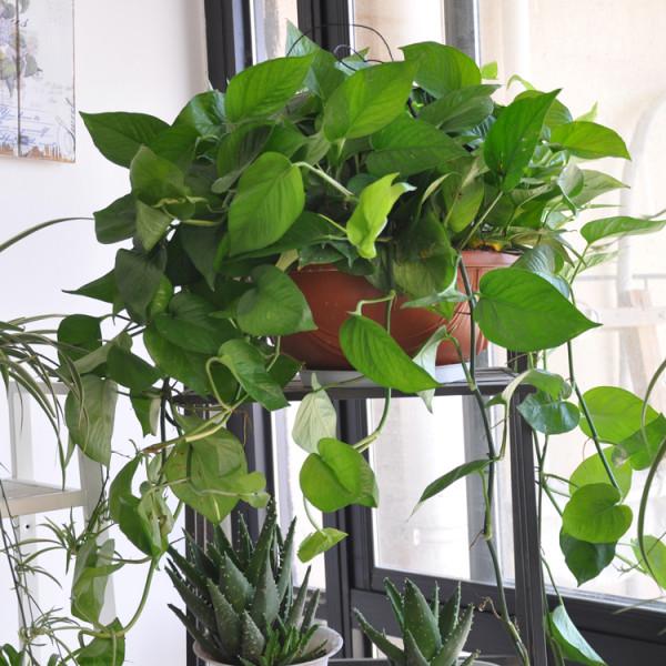 3種花,能養人,家裡客廳放一盆,越養越有貴氣!你家裡有幾盆? 3種花,能養人,家裡客廳放一盆,越養越有貴氣!你家裡有幾盆?