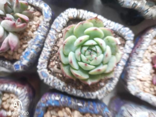 多肉小白一枚，今天又種了十多盆，有朋友知道叫什麼名字嗎？