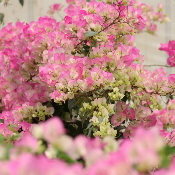 品種大全丨奼紫嫣紅的三角梅,驚豔你的可不是它的花…附品種介紹 品種大全丨奼紫嫣紅的三角梅,驚豔你的可不是它的花…附品種介紹