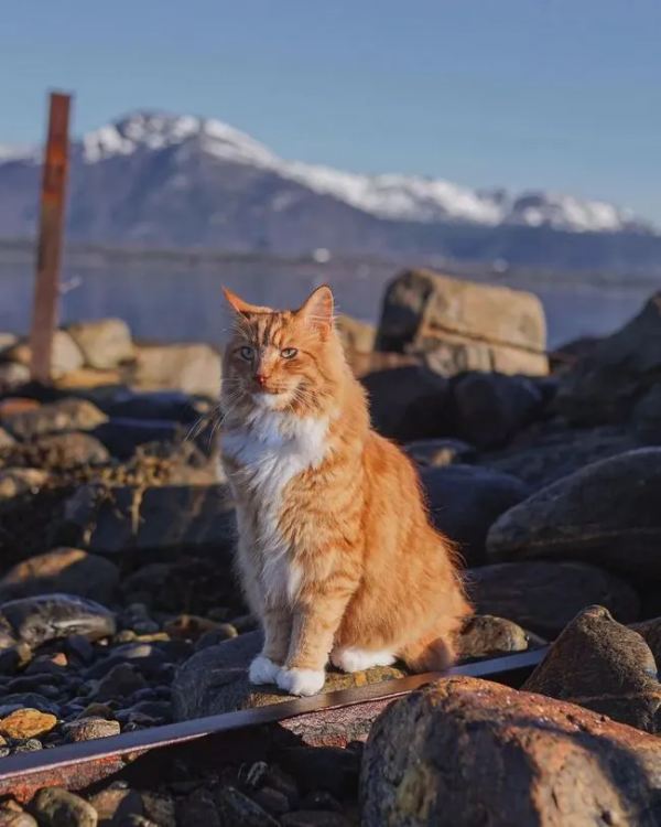 出生不幸的小橘貓，愛上了戶外旅行，擺脫了十橘九胖的魔咒