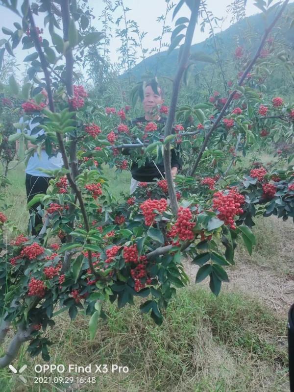 專家預測今年是個冷冬,有人說冬天都來了春天還會遠嗎? 專家預測今年是個冷冬,有人說冬天都來了春天還會遠嗎?