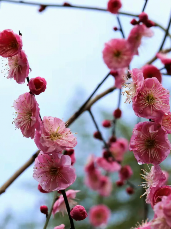 “荊”與“楚”的聯絡與區別 “荊”與“楚”的聯絡與區別