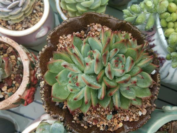 都說女大十八變,其實多肉也是,快來圍觀這些漂亮多肉以前有多醜 都說女大十八變,其實多肉也是,快來圍觀這些漂亮多肉以前有多醜