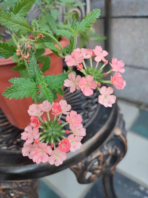 10種花,秋天種下正合適,錯過了要再等一年 10種花,秋天種下正合適,錯過了要再等一年