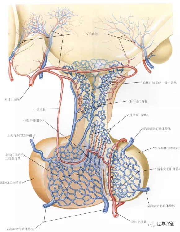 一起學習垂體解剖