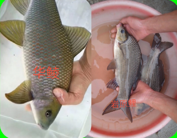 上海釣魚人解密“新魚種”，疑似保護魚類給放了，結果大腿拍腫了