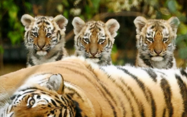 高度獨居的老虎，懷孕後還能否捕獵，自己怎麼解決食物問題？
