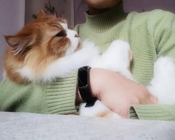 我是愛貓人士，養貓為什麼沒有以領養代替購買？