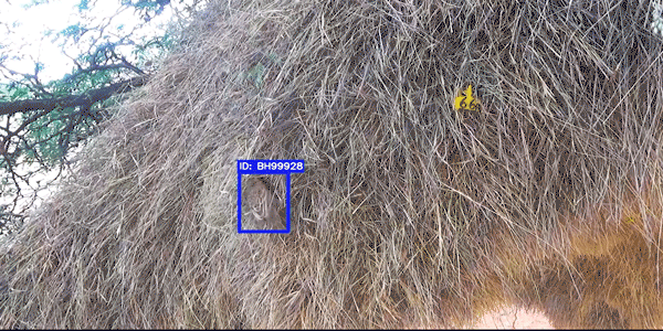 神經網路將透過羽毛判斷鳥類的型別