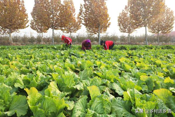 給白菜施肥,大多數農戶方法不恰當,導致產量低包心不實 給白菜施肥,大多數農戶方法不恰當,導致產量低包心不實