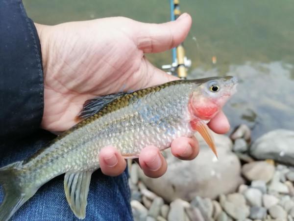 溪石斑，五寸長，對水質要求極高，如今上百元一斤，好吃又回味