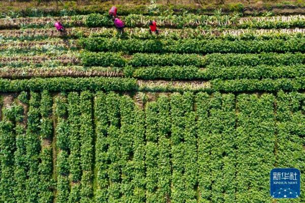 “小雪”農事忙