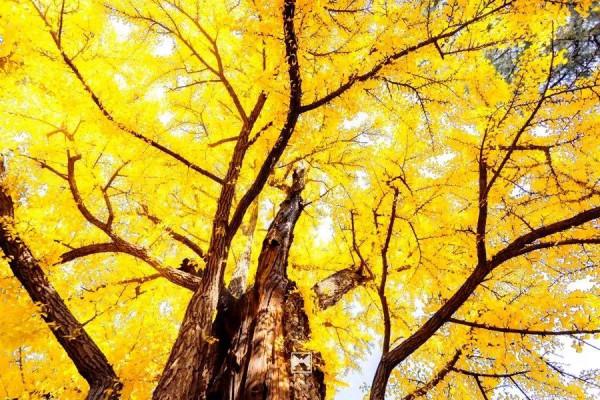 紅螺寺秋日的邀約——千年銀杏進入最佳觀賞期 紅螺寺秋日的邀約——千年銀杏進入最佳觀賞期