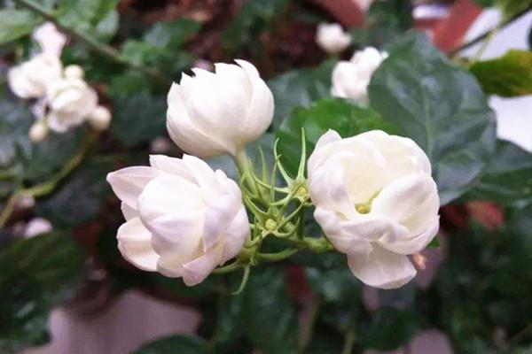 賺錢能力強，進入中年後容易成為富人的星座