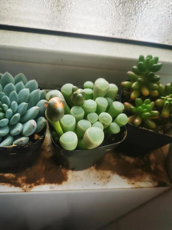 養了半年的多肉，竟然開花了