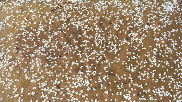 冬季養脾胃，多吃這6種平價食物，補氣血健脾胃，健康過冬少生病