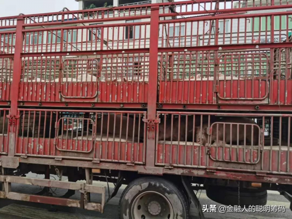 調研報告 | 年年歲歲豬相似，歲歲年年境不同