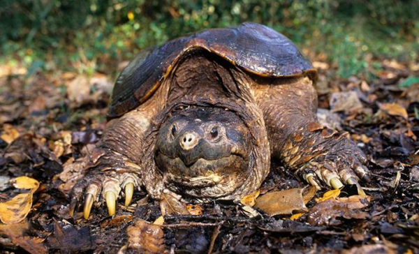 淺談北美鱷龜和佛鱷的特點(個人一些觀點看法歡迎討論交流學習) 淺談北美鱷龜和佛鱷的特點(個人一些觀點看法歡迎討論交流學習)